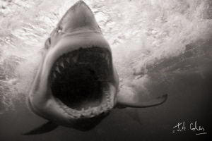 Great White Shark by Julian Cohen 